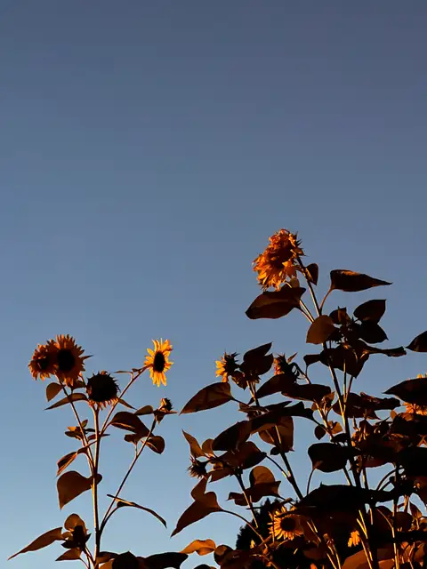 Sunflowers basking in the warm glow of golden hour.
